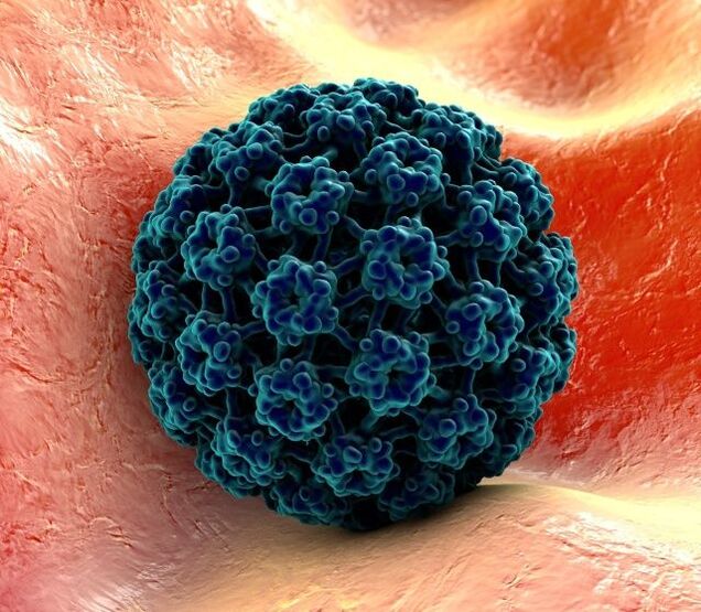 3D-malli HPV stä, joka aiheuttaa syyliä käsissä